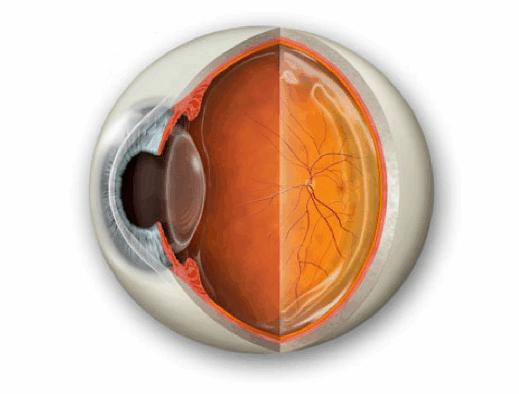 Understanding_the_eye